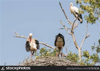 You storks in their nests to care for young