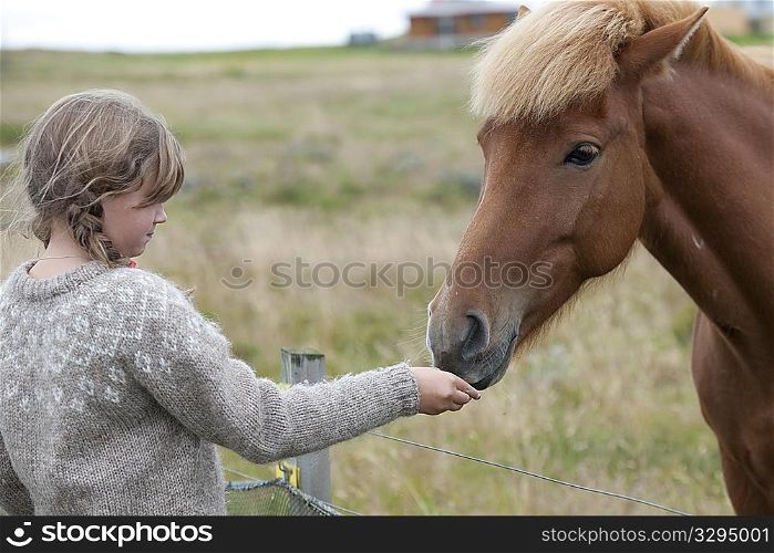 Yound girl hand feeding a chestnut Icelandic horse over a wire fence