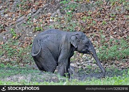 Yound sub-adult male elephant mud bathing