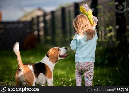 Young 2-3 years old caucasian baby girl playing with beagle dog in garden. Dog chasing a girl with a toy on grass in summer day. Young 2-3 years old caucasian baby girl playing with beagle dog in garden.