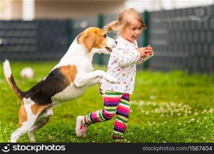 Young 2-3 years old caucasian baby girl playing with beagle dog in garden. Dog chasing a girl with a toy on grass in summer day. Young 2-3 years old caucasian baby girl playing with beagle dog in backyard.