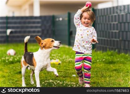 Young 2-3 years old caucasian baby girl playing with beagle dog in garden. Dog chasing a girl with a toy on grass in summer day. Young 2-3 years old caucasian baby girl playing with beagle dog in backyard.