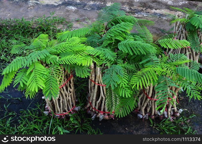 Young Acacia pennata plant tree / Climbing wattle for nursery agriculture - Senegalia pennata