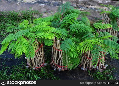 Young Acacia pennata plant tree / Climbing wattle for nursery agriculture - Senegalia pennata