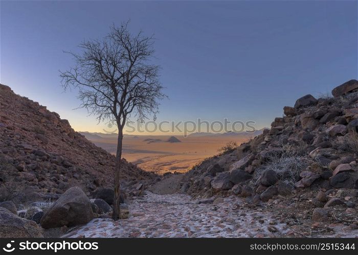 Young acacia tree on the side of a mountain pass Namib Desert Namibia