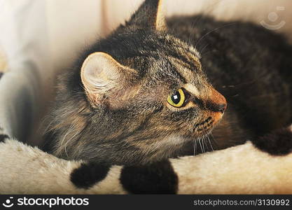 Young adorable cute cat in pet house