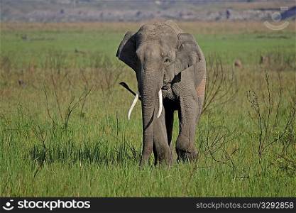Young adult Asian elephant male in Corbett grasslands