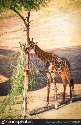 Young africa giraffe eating leaves on the tree in summer day
