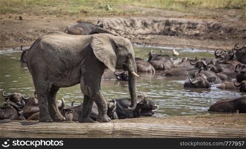 Young African bush elephant by water pond with african buffalo in Kruger National park, South Africa ; Specie Loxodonta africana family of Elephantidae. African bush elephant in Kruger National park, South Africa
