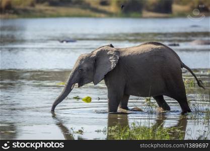 Young African bush elephant drinking water in river in Kruger National park, South Africa ; Specie Loxodonta africana family of Elephantidae. African bush elephant in Kruger National park, South Africa