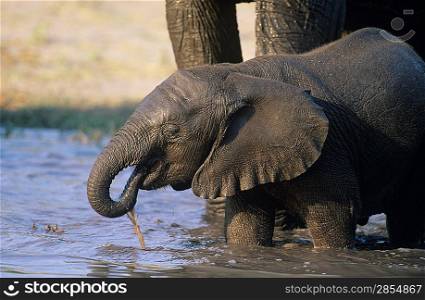 Young African Elephant (Loxodonta Africana) drinking with mother at waterhole