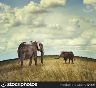 Young African Elephant With Mother