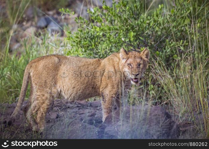 Young African lion hidding in green bush in Kruger National park, South Africa ; Specie Panthera leo family of Felidae. African lion in Kruger National park, South Africa