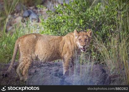Young African lion hidding in green bush in Kruger National park, South Africa ; Specie Panthera leo family of Felidae. African lion in Kruger National park, South Africa