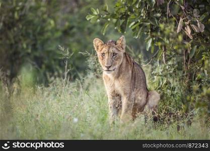 Young African lion sitted in Kruger National park, South Africa ; Specie Panthera leo family of Felidae. African lion in Kruger National park, South Africa