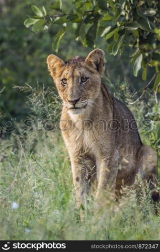 Young African lion sitted in Kruger National park, South Africa ; Specie Panthera leo family of Felidae. African lion in Kruger National park, South Africa