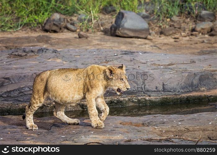 Young African lion walking on rocks in Kruger National park, South Africa ; Specie Panthera leo family of Felidae. African lion in Kruger National park, South Africa
