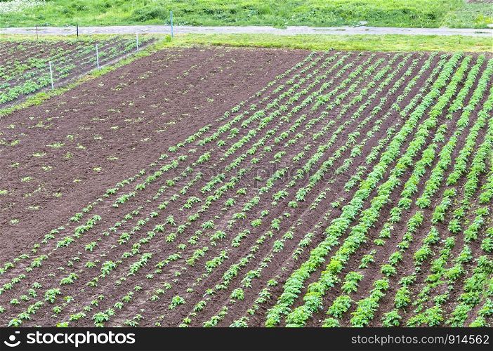 young agricultural planting, field planted with potatoes. field planted with potatoes, young agricultural planting