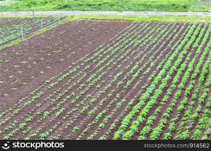young agricultural planting, field planted with potatoes. field planted with potatoes, young agricultural planting