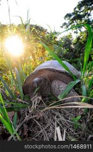 Young Aldabra Giant Tortoise, (Aldabrachelys gigantea) in a wilderness with back lit.