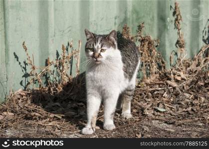 Young alley cat on painted tin wall background