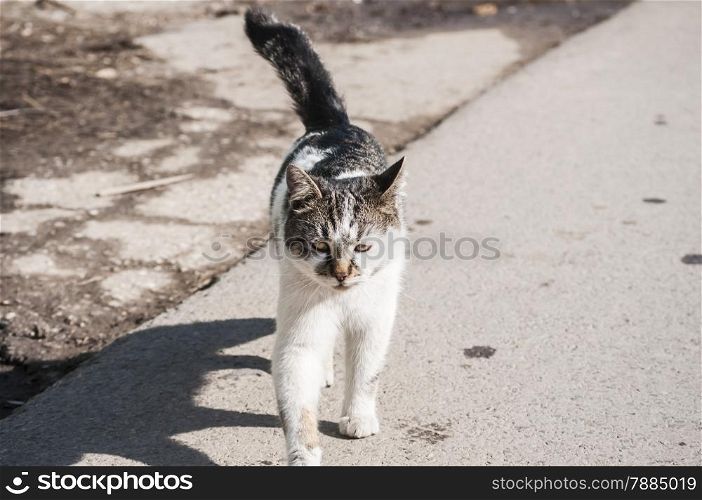 Young alley cat walking on asphalt road