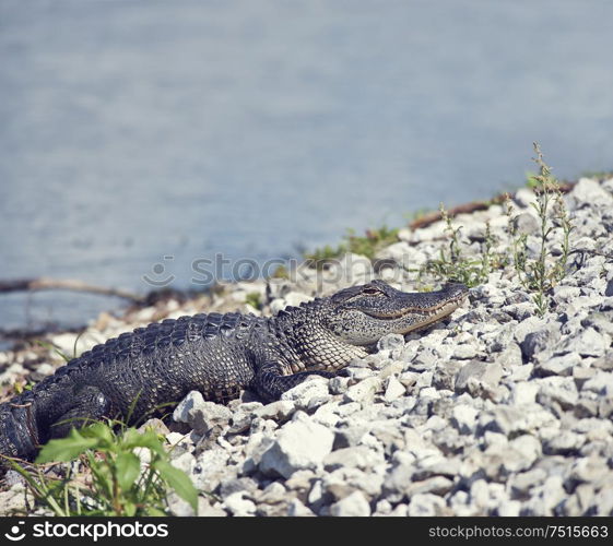 Young alligator basking near lake in Florida wetlands