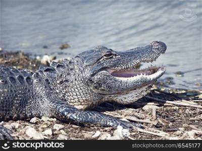 Young alligator basking near lake with its mouth open. Young alligator basking