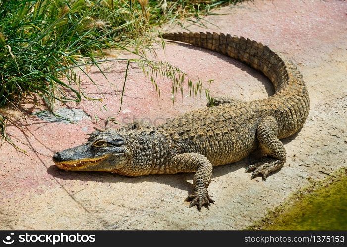 Young alligator or crocodile laying at concrete. Alligator or crocodile