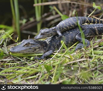 Young Alligators Basking In The Sunlight