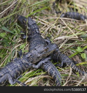 Young Alligators Basking In The Sunlight