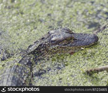 Young American Alligator in Florida Wetlands