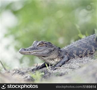 Young American Alligator in Florida wetlands. Young American Alligator