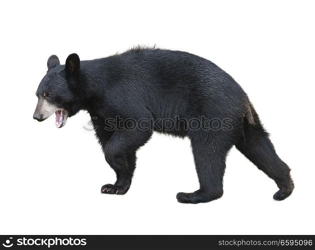 Young American Black Bear isolated on white background