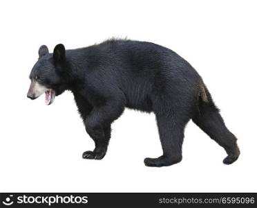 Young American Black Bear isolated on white background