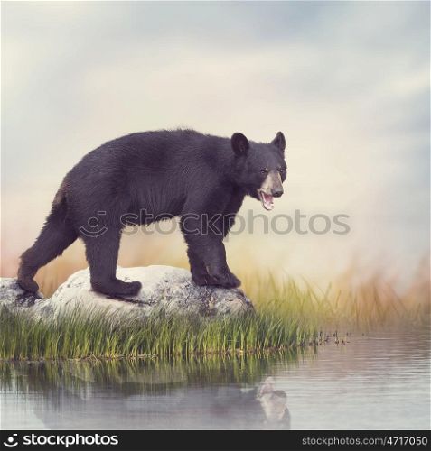 Young American Black Bear near water