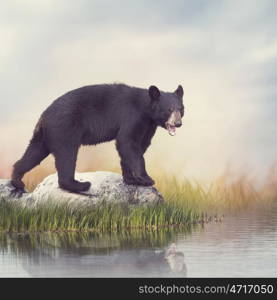 Young American Black Bear near water