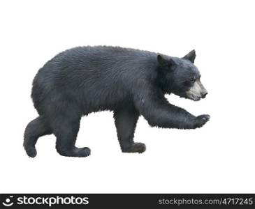 Young American Black Bear walking , isolated on white background