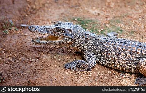 young american crocodile on an ox