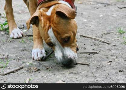 Young American Staffordshire Terrier playing in public park