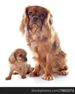 young and adult cavalier king charles in front of white background