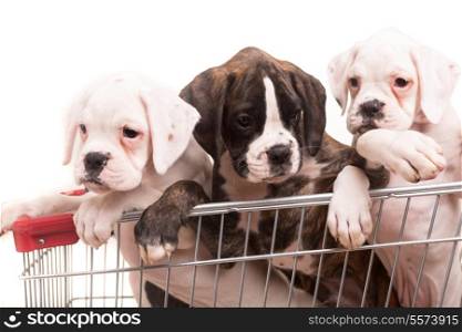 Young and beautiful boxer puppies in a supermarket car