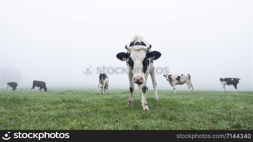 young and curious black and white cows in early morning green misty meadow