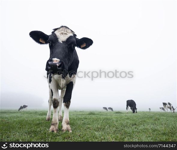 young and curious black and white cows in early morning green misty meadow