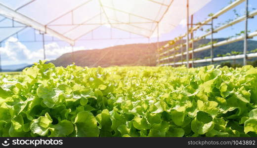 young and fresh lettuce salad green oak growing garden hydroponic farm plants on water without soil agriculture outdoors organic for health food / green house vegetable hydroponic system