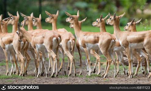 Young antilopes walking in a field, selective focus