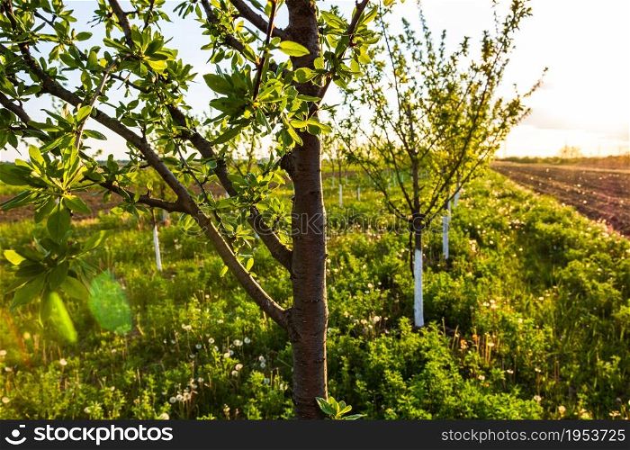 Young apple orchard. Agricultural concept, countryside apple orchard