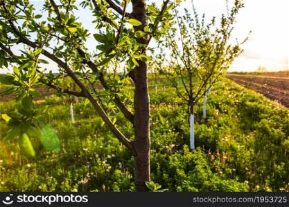 Young apple orchard. Agricultural concept, countryside apple orchard