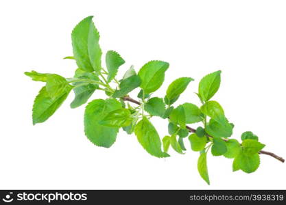 Young apple tree branch