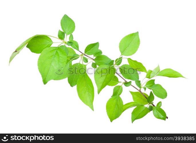Young apple tree branch